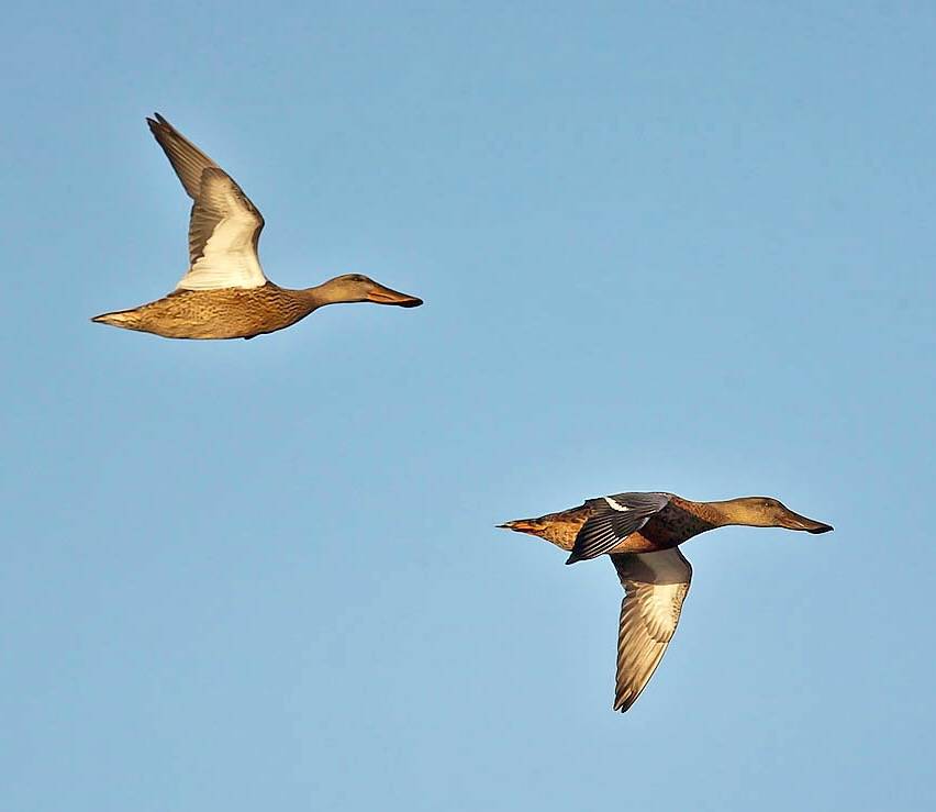 John Anderson, https://www.pbase.com/crail_birder